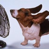 Antò fa caldo