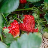 Fragole: come sceglierle, conservarle e perché preferire quelle italiane e biologiche