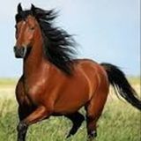 Besos de Terciopelo - Literatura, mitos, cuentos sobre caballos 3/3. Conduce: Diosma Patricia Davis*Argentina desde RAO/Iván Cosme*México...