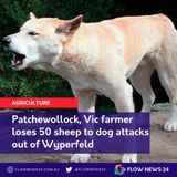 The Wild Dogs of Wyperfeld - Patchewollock farmer says he's lost 50 sheep - Victoria news