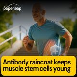 Antibody raincoat keeps muscle stem cells young