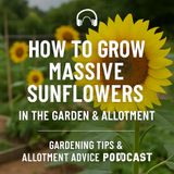 🎧 How to Grow Massive Sunflowers in the Garden & Allotment | Gardening Tips & Allotment Advice Podcast