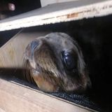 Los lobos marinos rescatados en la CDMX serán los próximos habitantes del zoológico de Chapultepec