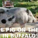 Police Pig On The Loose!, Big Boob Bubbles, Police Chief Stung By Hooker Crime