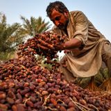 #ANBA 193 – O comércio mundial de tâmaras