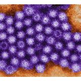 Survival Medicine Podcast: Norovirus, Xofluza