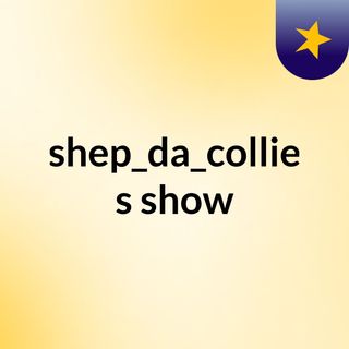 shep_da_collie's show