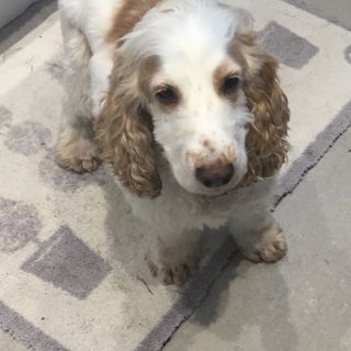 Sophia