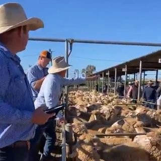 James Tierney on Thursday's #Wagga sheep trade and Monday's cattle sales | @SheepProducers @WoolProducers @MeatLivestock