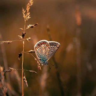 Les Yeux Du Papillon