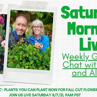 Saturday Morning LIVE Garden Chat - Plants You Can Plant Now for Fall Cut Flowers