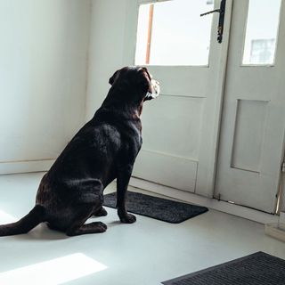 Why Does My Dog Behave Badly At The Front Door? (Why Does My Dog Do That?)