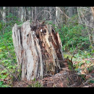 Rotted out stump