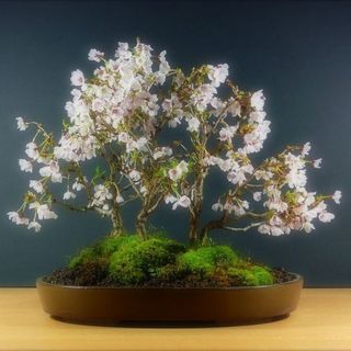 Bonsai: i piccoli alberi