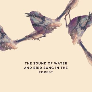 The Sound of Water and Bird Song in the Forest