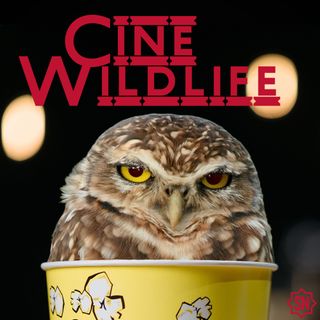 Stay Nerd - Cine Wildlife