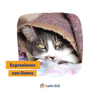 Expresiones con gatos en español 😼