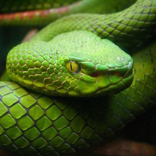 An Immortal Snake