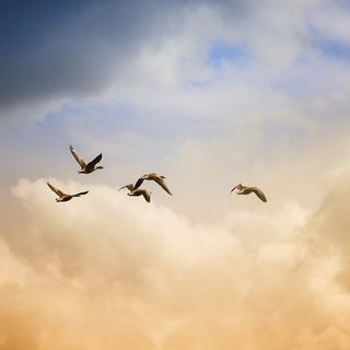 FREEDOM