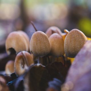 Beware of poisonous mushrooms in regional Victoria