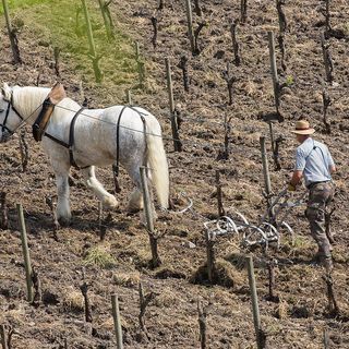 Trattori meccanici? No grazie. E i cavalli diventano “medici” del suolo