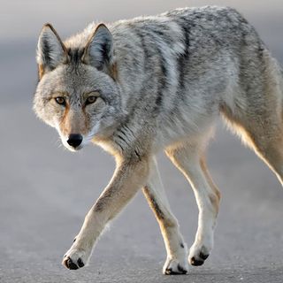 JP Woman Describes Being Followed By Coyotes With Her Dogs In Franklin Park