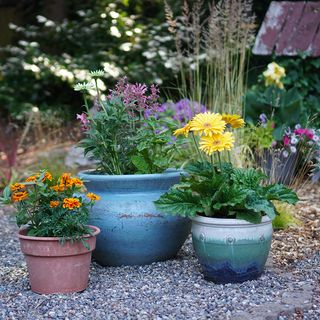 Container Gardening for Beginners - Why It's Different Than Ground Bed Gardening - DIY Garden Minute Ep.192