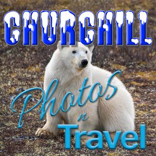 Churchill and the Polar Bears - December, 2021