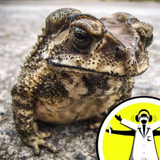 Can toads predict earthquakes?