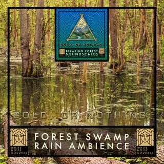 Rain Forest Swamp | 1 Hour Forest Ambience | White Noise | Relax | Meditate | Sleep Instantly