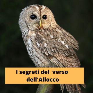 I segreti del verso dell'Allocco Episodio 2