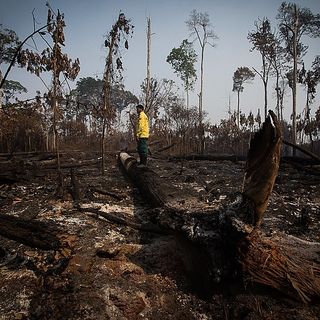 FAO NASA Google un patto a tre per battere la deforestazione con i dati