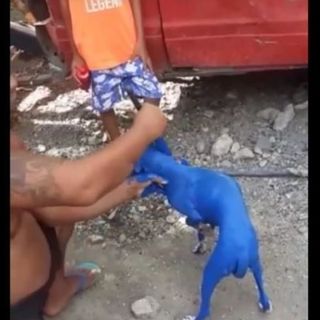 Pintó un perro de azul y ahora la pagará