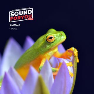 Sound For You Radio - Animals - 5.07.2022