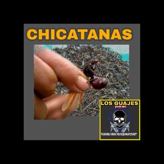 Las Chicatanas