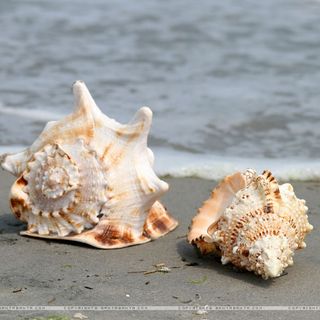 Sandy Seashells