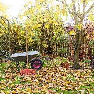 5 Essential Fall Tasks to Keep Your Garden Healthy and Vibrant DIY Garden Minute Ep. 210