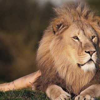42 La volpe e il leone
