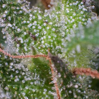 México abre las puertas al mercado del cannabis medicinal_Epi 56.1