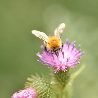 2. Zaległy wstęp, czyli pszczoły społeczne, samotnice i kukułki