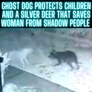 Ghost Dog Protects Children and a Silver Deer That Saves Woman From Shadow People TRUE STORIES