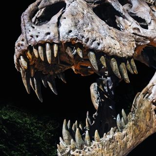 Ilario de Biase: «A Padova ripercorriamo tutta la storia dei dinosauri»