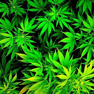 Cannabis Patients Out Of Time - 03-14-17