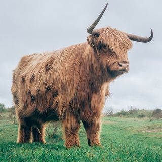 31. Animals d'Escòcia