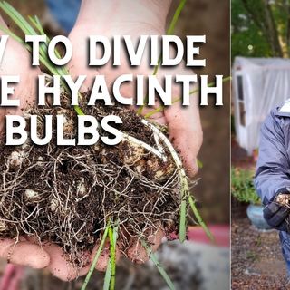 How to Divide Grape Hyacinth Bulbs - DIY Garden Minute Ep.213