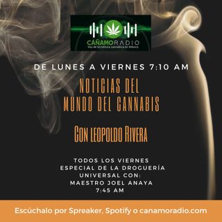 Noticias del mundo del Cannabis