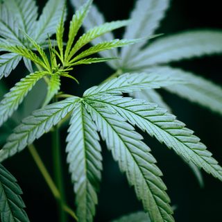 Marijuana 101: Everything you should know about THC, CBD & the Black community