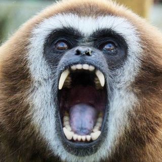 Gérard Grandgibbon