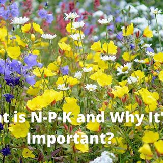 What is N-P-K and Why You Should Know? - DIY Garden Minute Ep. 156