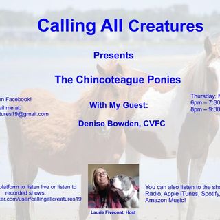 Calling All Creatures Presents The Chincoteague Ponies